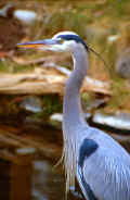 blueHeron4.jpg (32828 bytes)