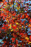 fallColors2.jpg (55780 bytes)