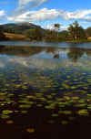 lillyPads1.jpg (24682 bytes)