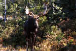 mooseBuck2.jpg (44108 bytes)