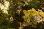mossLichen.jpg (42962 bytes)